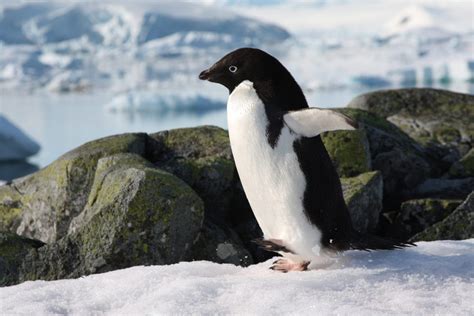 Meet the penguins of Antarctica | MiNDFOOD