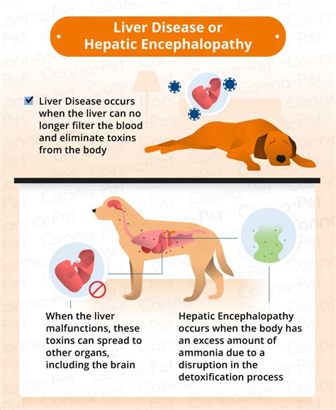 Can Liver Disease In Dogs Cause Seizures