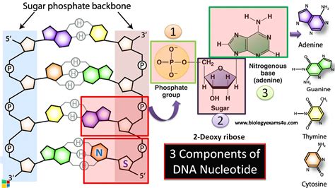 Which are the 3 components of DNA nucleotide? Types of bonds in a DNA ...