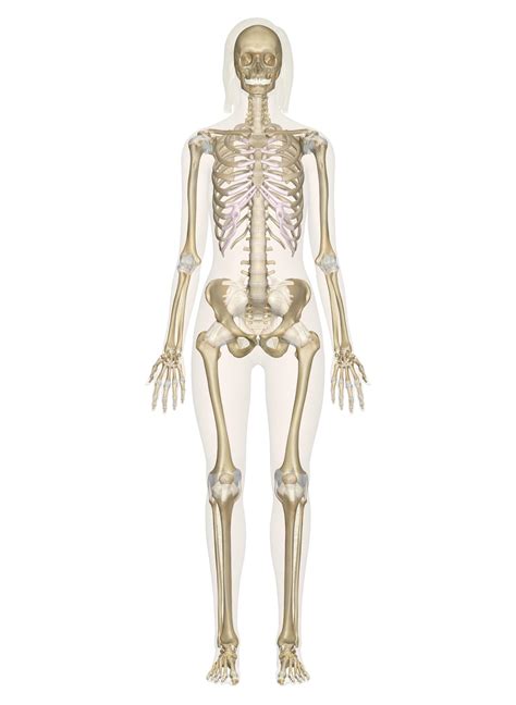 Interactive Guide to the Skeletal System | Innerbody