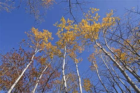 Birch Trees in Fall Colors stock image. Image of scenic - 106926503