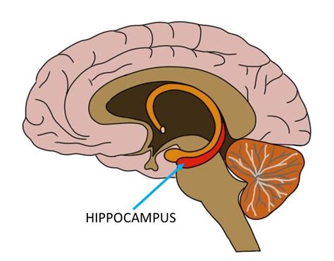 Know your brain: Hippocampus — Neuroscientifically Challenged