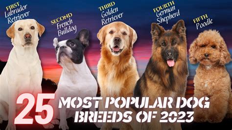 The 25 Most Popular Dog Breeds of 2023 - YouTube