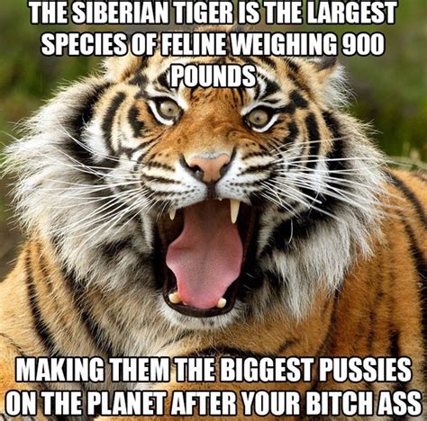 Big cat | Animal memes, Best funny pictures, Siberian tiger