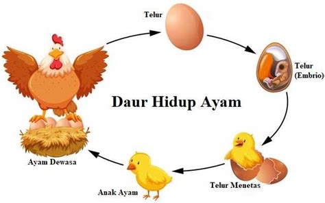 Daur Hidup Ayam : Gambar dan Penjelasannya - JAGAD ID