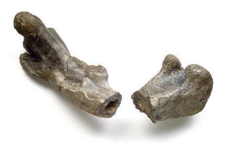 Dryosaurus dinosaur, fossil thigh bone Photograph by Science Photo ...