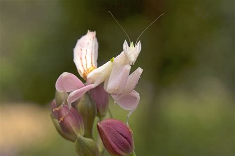 Orchid Mantis Facts - CRITTERFACTS