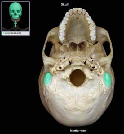 Mastoid Process : Definition, Location, Function and Pain