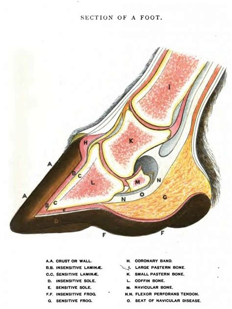 Basic Horse Hoof Anatomy Drawing – Cross-section View – Normal Hoof