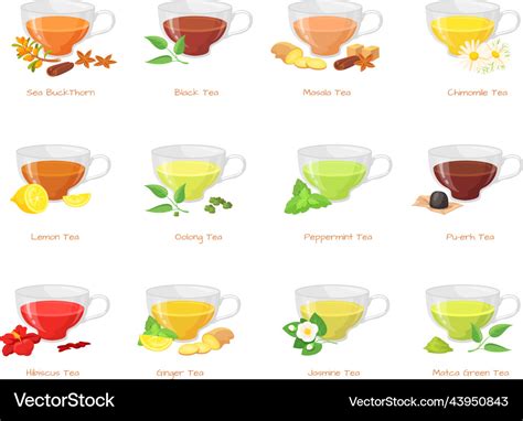 Herbal tea types different type green black teas Vector Image