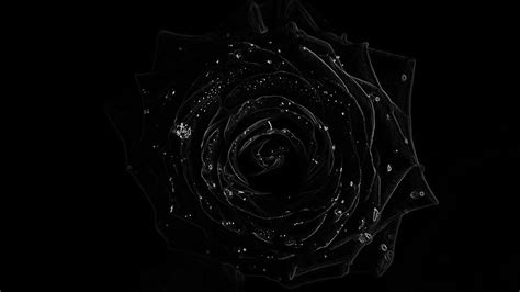 Black Rose Images