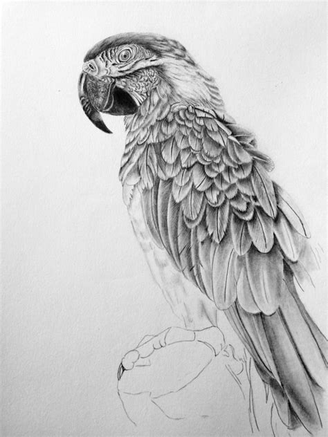 Parrot Pencil Sketch at PaintingValley.com | Explore collection of ...