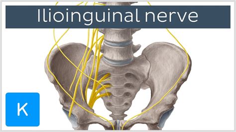 Ilioinguinal Nerve - Course & Innervation - Human Anatomy | Kenhub ...