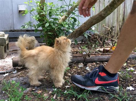 Homeless Persian Cat Wanders Up to Man During House Inspection, Meowing ...