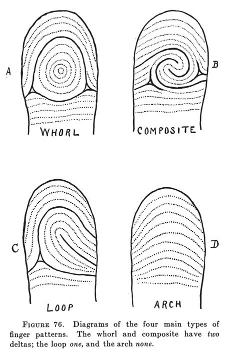 Types Of Fingerprints For Kids