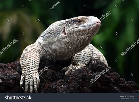 556 Savannah Monitor Lizard Images, Stock Photos & Vectors | Shutterstock