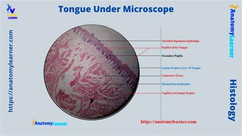 Tongue Under Microscope with Labeled Diagram » AnatomyLearner >> The ...