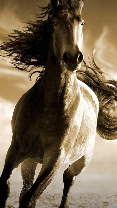 Running Horse Wallpaper Hd