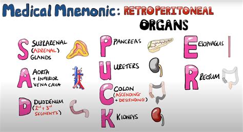 Retroperitoneal Organs