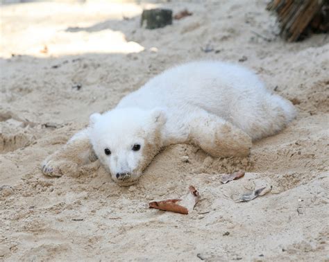 Knut the polar bear: mysterious death finally explained by scientists