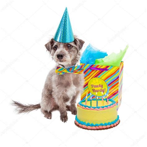 Terrier dog wearing Birthday hat — Stock Photo © adogslifephoto #73864109