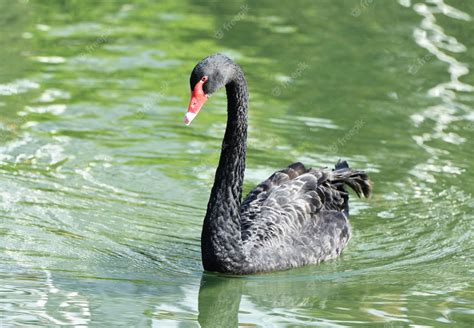 Premium Photo | Black swan in the lake