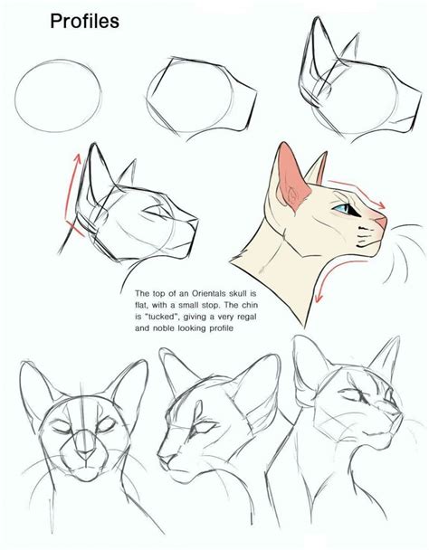 12 easy tutorials how to draw a cat - How To Draw Tutorials