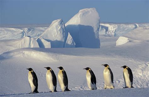 Emperor Penguins In Their Habitat Photograph by Fritz Polking - Vwpics ...