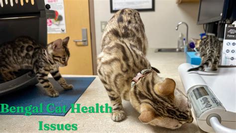 Top Bengal Cat Health Issues - Cat Products