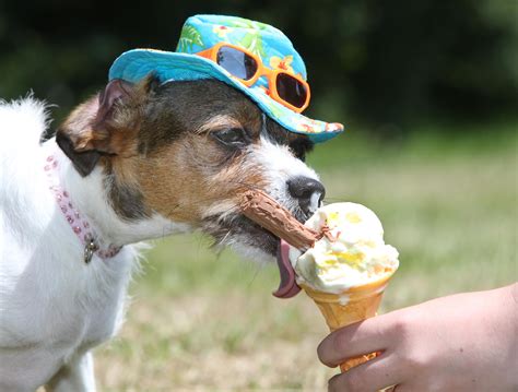 Can a dog eat ice cream? – ouestny.com