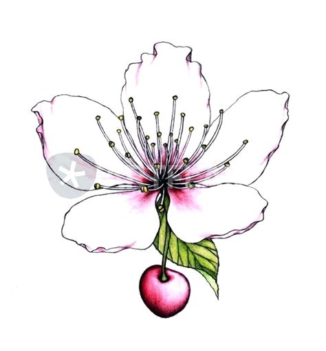 Cherry Blossom Drawing Outline | Free download on ClipArtMag