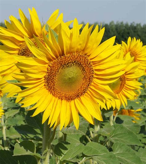 Yellow Flowers, Beautiful Natural Flower Image, #29085