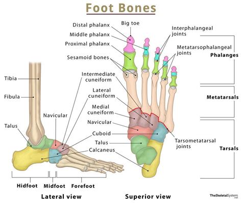 6+ Foot Anatomy Diagram - AhsanHafssa