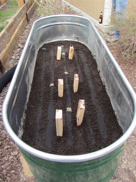 Making a self-watering horse trough planter - Valorie's garden