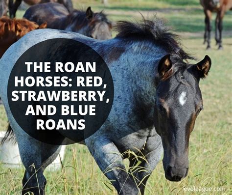 The Roan Horses: Red, Strawberry, and Blue Roans | Levo League