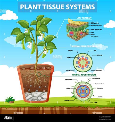 Diagram showing Plant Tissue Systems illustration Stock Vector Image ...