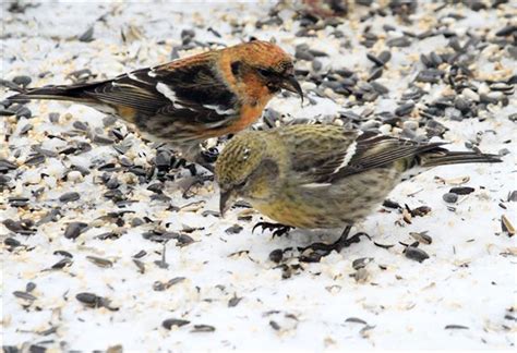 The Vineyard Gazette - Martha's Vineyard News | White-Winged Crossbills