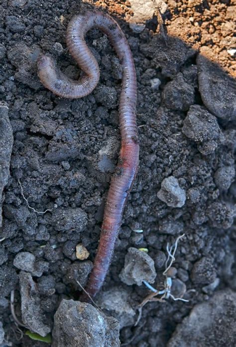 Earthworm stock photo. Image of lumbricus, agricultural - 100519492