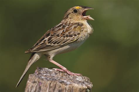 Extinction looms for two rare bird species after devastating hurricanes