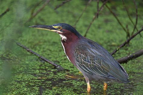 Green Heron ⋆ Tucson Audubon