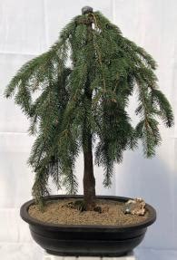 Weeping White Spruce Bonsai Tree(picea glauca pendula)