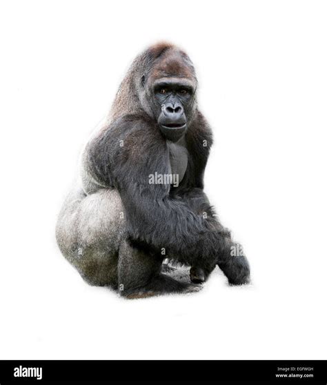 Gorilla on white background Stock Photo: 79025313 - Alamy