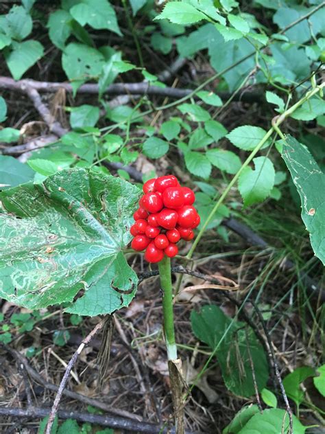 Clusters of Red Berries? Massachusetts (better shot of leaves in the ...