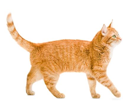 5 Facts About Ginger Cats | The Village Vets