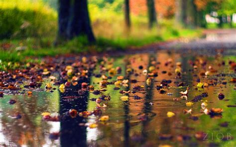 Rain Season Scenery | Rain wallpapers, Rainy day wallpaper, Nature ...