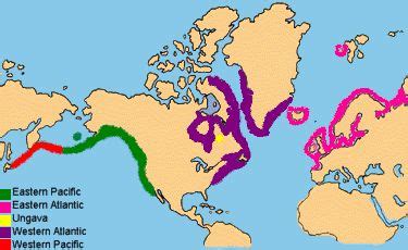 distribution of harbor seals map | Homeschool: Swimming Creatures ...