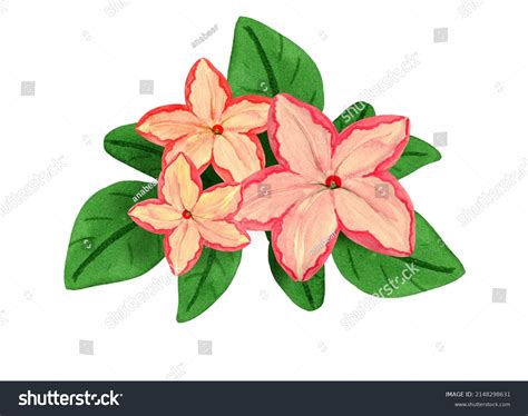 Fig Flowers Leaves Isolated On White Stock Illustration 2148298631 ...