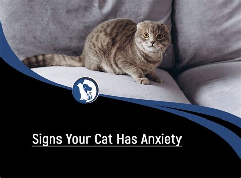 Signs Your Cat Has Anxiety and How to Treat It