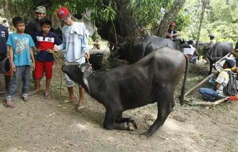 Carabao Festival in Northern Philippines