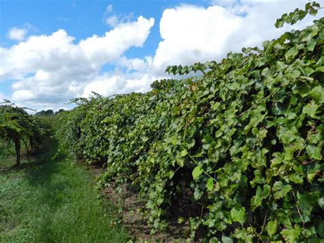 Mechanical Pruning of Muscadine Grapevines | Panhandle Agriculture